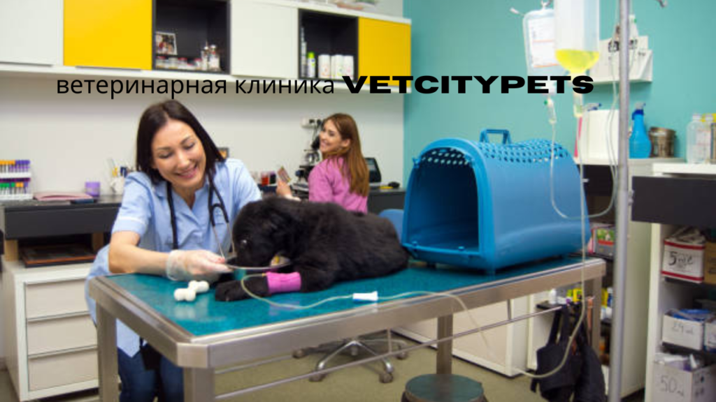 ветеринарная клиника VetCityPets