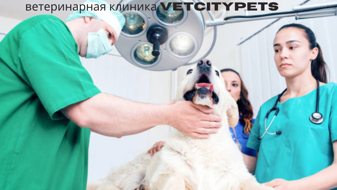 ветеринарная клиника VetCityPets