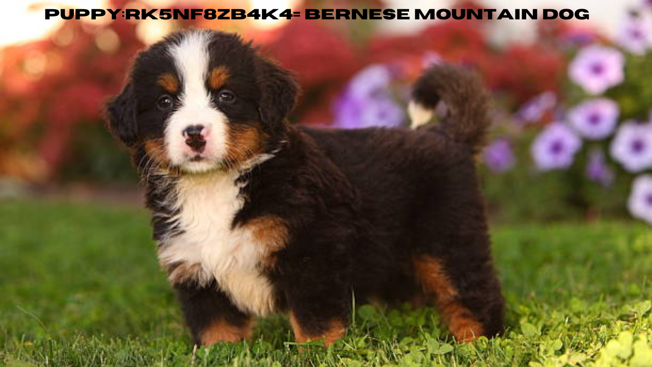 puppy:rk5nf8zb4k4= bernese mountain dog