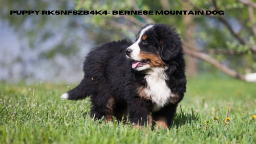 puppy:rk5nf8zb4k4= bernese mountain dog