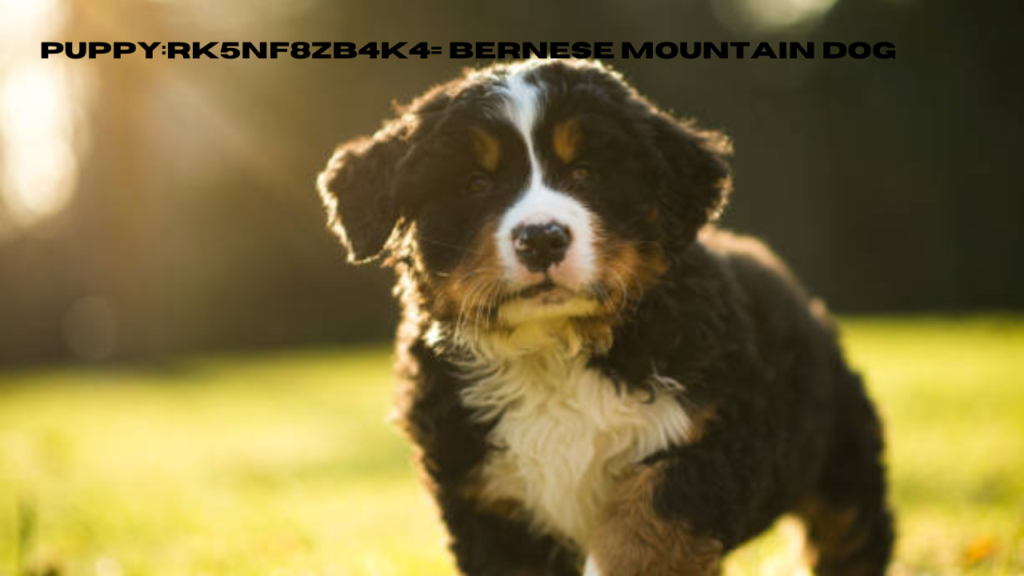 puppy:rk5nf8zb4k4= bernese mountain dog