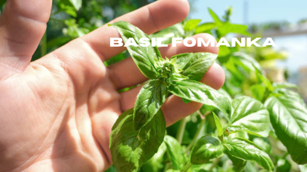 Title: Exploring the Wonders of Basil Fomanka: A Unique Phenomenon in Nature