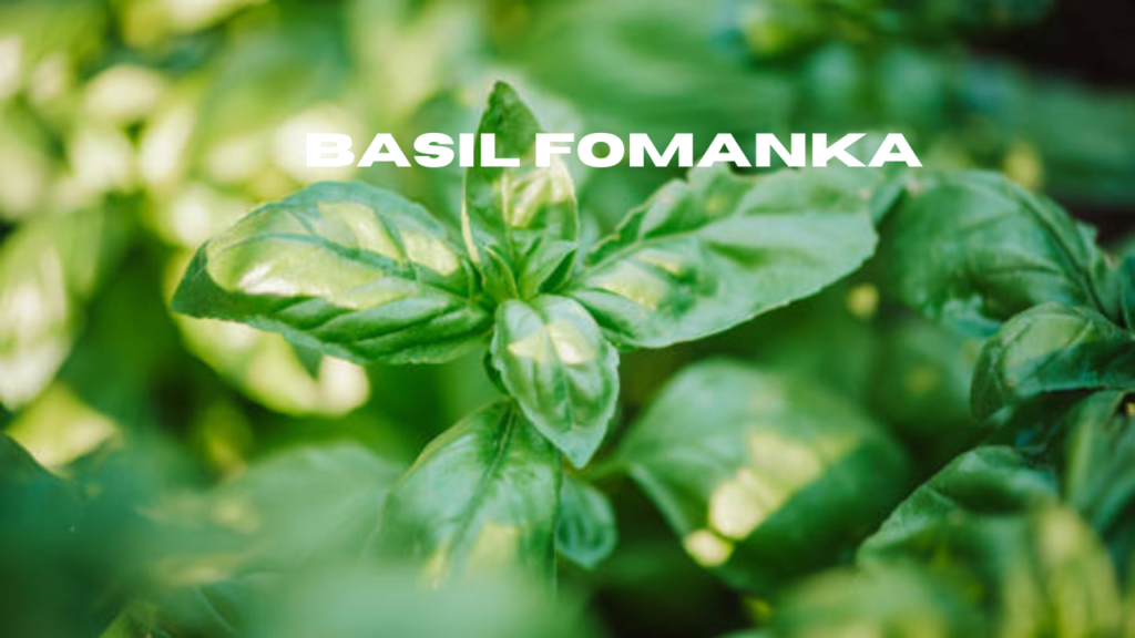 basil fomanka